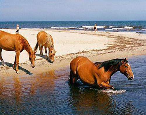 Outer Banks, North Carolina Wild Horses